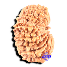 Load image into Gallery viewer, 17 Mukhi Nepalese Rudraksha - Bead No. 74