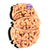 Load image into Gallery viewer, 17 Mukhi Nepalese Rudraksha - Bead No. 74