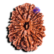 Load image into Gallery viewer, 17 Mukhi Nepalese Rudraksha - Bead No. 76
