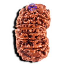 Load image into Gallery viewer, 17 Mukhi Nepalese Rudraksha - Bead No. 76