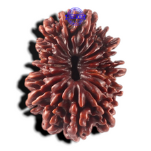 Load image into Gallery viewer, 17 Mukhi Nepalese Rudraksha - Bead No. 79