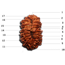Load image into Gallery viewer, 17 Mukhi Nepalese Rudraksha - Bead No. 70