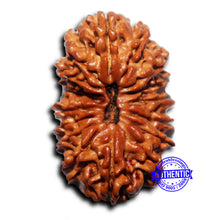 Load image into Gallery viewer, 17 Mukhi Nepalese Rudraksha - Bead No. 70