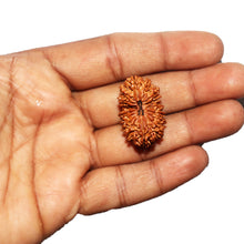 Load image into Gallery viewer, 17 Mukhi Nepalese Rudraksha - Bead No. 70