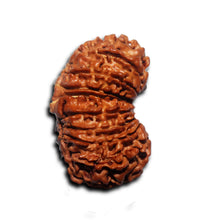 Load image into Gallery viewer, 17 Mukhi Nepalese Rudraksha - Bead No. 70