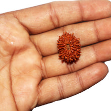 Load image into Gallery viewer, 17 Mukhi Nepalese Rudraksha - Bead No. 71