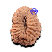 Load image into Gallery viewer, 17 Mukhi Rudraksha from Indonesia - Bead No. 282