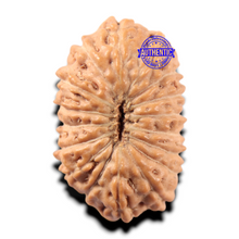 Load image into Gallery viewer, 17 Mukhi Rudraksha from Indonesia - Bead No. 288