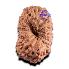 Load image into Gallery viewer, 17 Mukhi Rudraksha from Indonesia - Bead No. 293