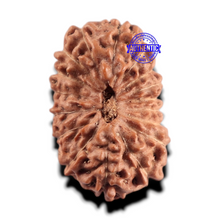 Load image into Gallery viewer, 17 Mukhi Rudraksha from Indonesia - Bead No. 293