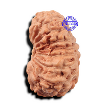Load image into Gallery viewer, 17 Mukhi Rudraksha from Indonesia - Bead No. 282