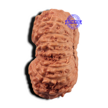 Load image into Gallery viewer, 17 Mukhi Rudraksha from Indonesia - Bead No. 283