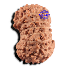 Load image into Gallery viewer, 17 Mukhi Rudraksha from Indonesia - Bead No. 292