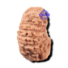 Load image into Gallery viewer, 17 Mukhi Rudraksha from Indonesia - Bead No. 282