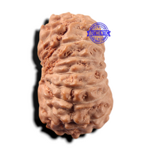 Load image into Gallery viewer, 17 Mukhi Rudraksha from Indonesia - Bead No. 289