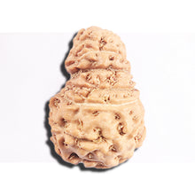 Load image into Gallery viewer, 17 Mukhi Rudraksha from Indonesia - Bead No. 219
