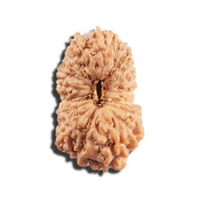 Load image into Gallery viewer, 17 Mukhi Rudraksha from Indonesia - Bead No. 215
