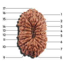Load image into Gallery viewer, 17 Mukhi Rudraksha from Indonesia - Bead No. 216
