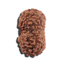 Load image into Gallery viewer, 17 Mukhi Rudraksha from Indonesia - Bead No. 216
