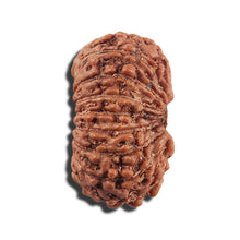 Load image into Gallery viewer, 17 Mukhi Rudraksha from Indonesia - Bead No. 216