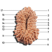 Load image into Gallery viewer, 17 Mukhi Rudraksha from Indonesia - Bead No. 217