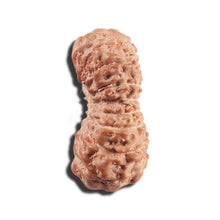 Load image into Gallery viewer, 17 Mukhi Rudraksha from Indonesia - Bead No. 217