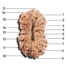 Load image into Gallery viewer, 17 Mukhi Rudraksha from Indonesia - Bead No. 218