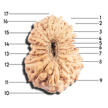 Load image into Gallery viewer, 17 Mukhi Rudraksha from Indonesia - Bead No. 219