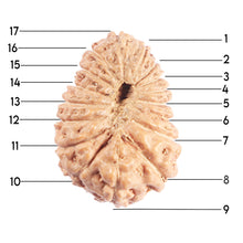 Load image into Gallery viewer, 17 Mukhi Rudraksha from Indonesia - Bead No. 220