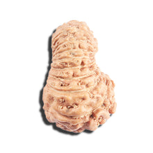 Load image into Gallery viewer, 17 Mukhi Rudraksha from Indonesia - Bead No. 220