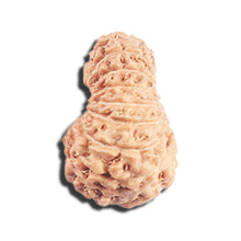 Load image into Gallery viewer, 17 Mukhi Rudraksha from Indonesia - Bead No. 220