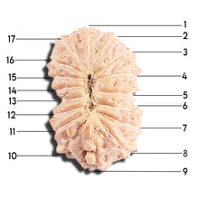 Load image into Gallery viewer, 17 Mukhi Rudraksha from Indonesia - Bead No. 221