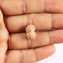 Load image into Gallery viewer, 17 Mukhi Rudraksha from Indonesia - Bead No. 221