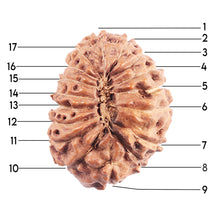 Load image into Gallery viewer, 17 Mukhi Rudraksha from Indonesia - Bead No. 222