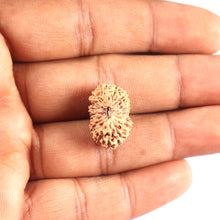 Load image into Gallery viewer, 17 Mukhi Rudraksha from Indonesia - Bead No. 223