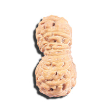 Load image into Gallery viewer, 17 Mukhi Rudraksha from Indonesia - Bead No. 224