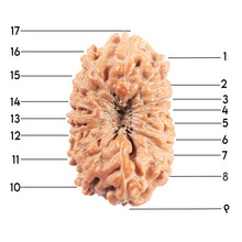 Load image into Gallery viewer, 17 Mukhi Rudraksha from Indonesia - Bead No.225