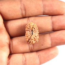 Load image into Gallery viewer, 17 Mukhi Rudraksha from Indonesia - Bead No.225