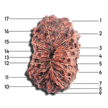 Load image into Gallery viewer, 17 Mukhi Rudraksha from Indonesia - Bead No. 226