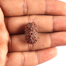 Load image into Gallery viewer, 17 Mukhi Rudraksha from Indonesia - Bead No. 226