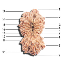Load image into Gallery viewer, 17 Mukhi Rudraksha from Indonesia - Bead No. 228