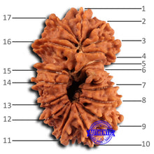 Load image into Gallery viewer, 17 Mukhi Nepalese Gaurishankar Rudraksha - Bead No. 66