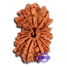 Load image into Gallery viewer, 17 Mukhi Nepalese Gaurishankar Rudraksha - Bead No. 66