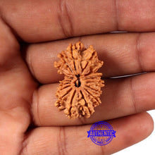 Load image into Gallery viewer, 17 Mukhi Nepalese Gaurishankar Rudraksha - Bead No. 66