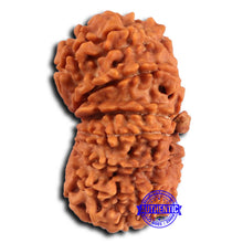 Load image into Gallery viewer, 17 Mukhi Nepalese Gaurishankar Rudraksha - Bead No. 66