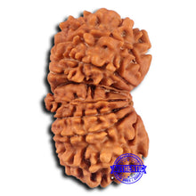 Load image into Gallery viewer, 17 Mukhi Nepalese Gaurishankar Rudraksha - Bead No. 66