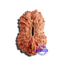 Load image into Gallery viewer, 17 Mukhi Rudraksha from Indonesia - Bead No. 197
