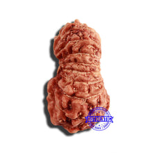 Load image into Gallery viewer, 17 Mukhi Rudraksha from Indonesia - Bead No. 197