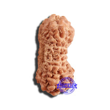 Load image into Gallery viewer, 17 Mukhi Rudraksha from Indonesia - Bead No. 191