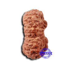Load image into Gallery viewer, 17 Mukhi Rudraksha from Indonesia - Bead No. 201